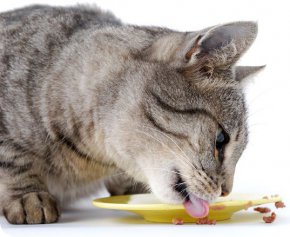 comida para gatos casera