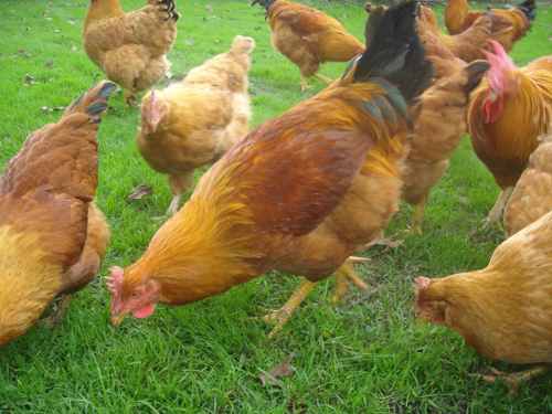 enfermedades aves de corral