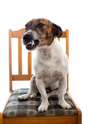 perro dominante agresivo