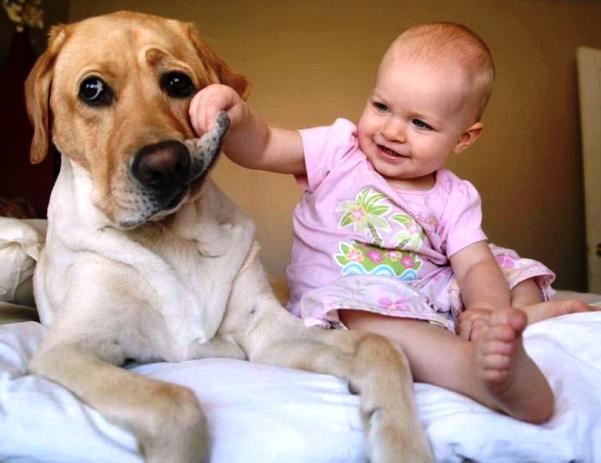 bebes y mascotas
