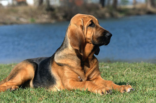 razas perro bloodhound