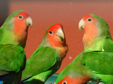 Agapornis roseicollis