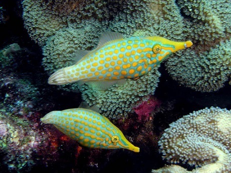 Oxymonacanthus longirostris