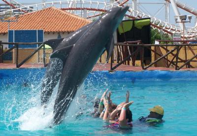 delfin saltando