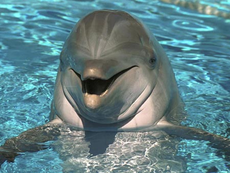 foto delfin