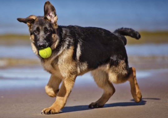 cejercicio necesita un perro