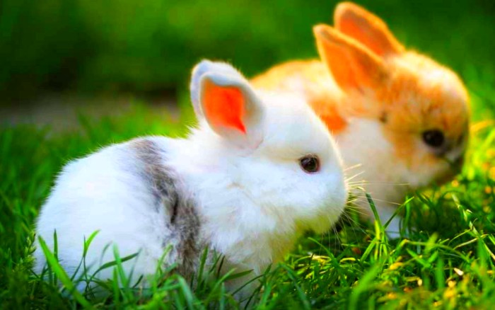 ¿Cómo saber el sexo de mi conejo? ¿Cómo se descubre?