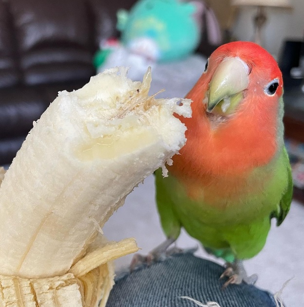 agapornis comida
