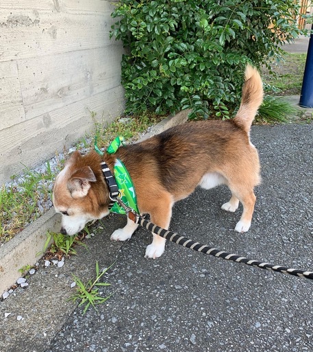 ejercicio perro pequeño