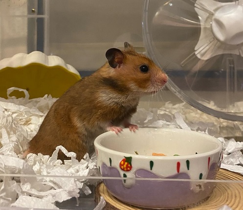 cuanto vive hamster
