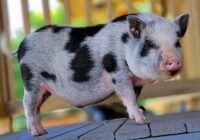 cerdo vietnamita enano