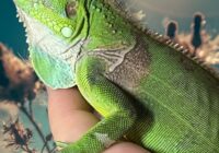 barriga iguana