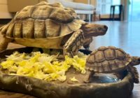 alimentacion tortuga terrestre