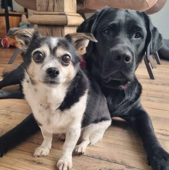 perro joven y viejo
