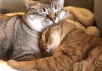 aparear gatos