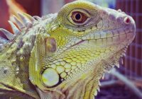 enfermedades iguanas