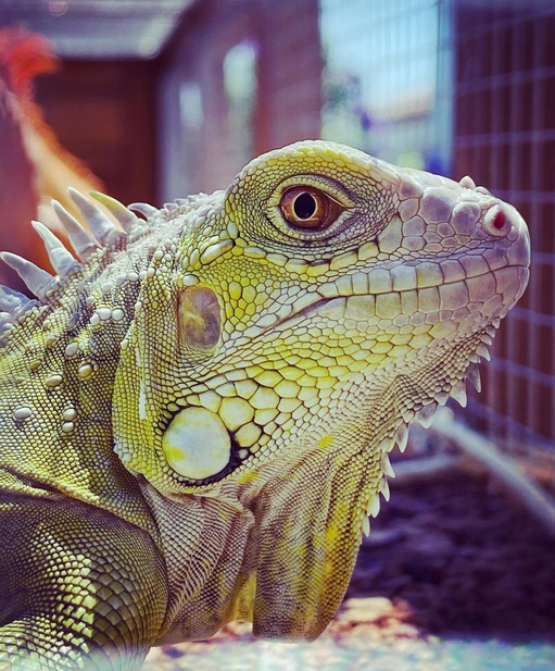 enfermedades iguanas